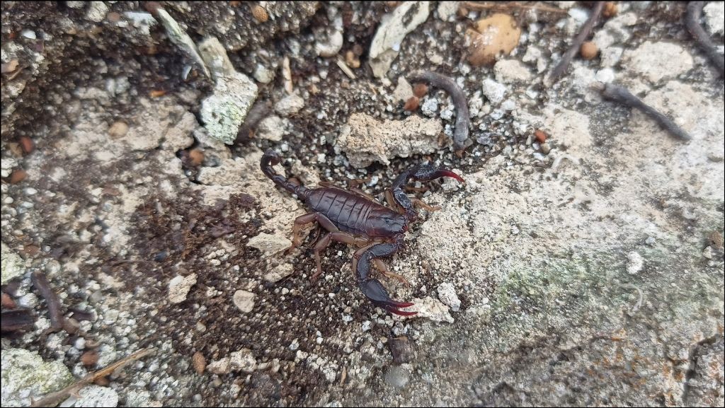 Euscorpius cf. italicus da Brescia